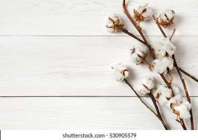 Autumn composition. Dried white fluffy cotton flower top view on white wood with copy space. Floral composition