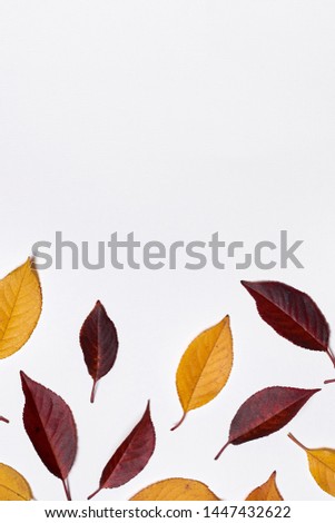 Similar – Autumn leaves with watering can and garden tools