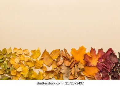 Autumn composition  Gradient made dried leaves table  Flat lay  top view 