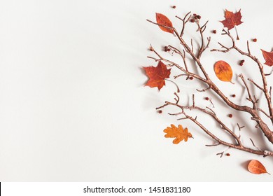 Autumn Composition. Maple Leaves, Branch On Gray Background. Autumn, Fall, Thanksgiving Day Concept. Flat Lay, Top View, Copy Space