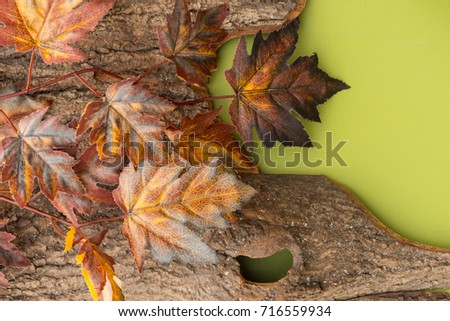 Autumn composition with maple leaves on the bark of a tree on a bright green background.