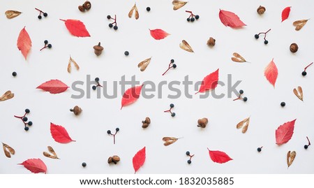 Autumn composition. A pattern of red leaf leaves, wild grapes and acorns on a white background. Autumn, fall, Thanksgiving day concept. Flat lay, top view.