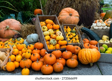 Autumn Composition With Pumpkins 