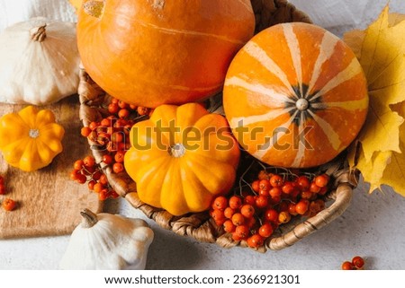 Autumn composition for Thanksgiving Day, still life background. Pumpkin harvest in basket, vegetables, patissons, autumn leaves, red berries on white kitchen table. Fall decoration design. Close up