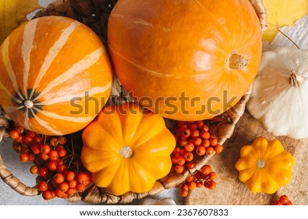 Autumn composition for Thanksgiving Day, still life background. Pumpkin harvest in basket, vegetables, patissons, autumn leaves, red berries on white kitchen table. Fall decoration design. Close up