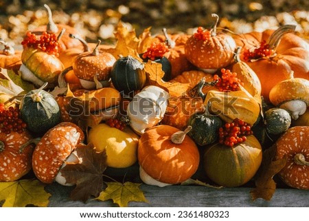 Autumn composition with various pumpkins and squash. Beautiful pumpkins, leaves and red berries closeup. Autumn harvest. Thanksgiving or Halloween concept.