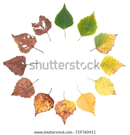 autumn concept, age changes of leaves, aging stages, the birth death, drying, time flies