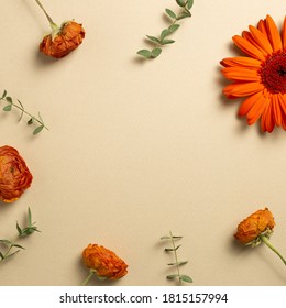Herbstkonzept. Orangefarbene Ranunkulus- und Gerberenblumen mit Eukalyptus-Blättern auf beigem Hintergrund. flache Lage, Draufsicht, Kopienraum – Stockfoto