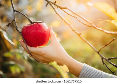 Autumn Concept. Someone Is Picking A Red Apple From The Tree