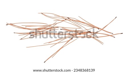 Autumn conifer leaves, needles isolated on white, top view 