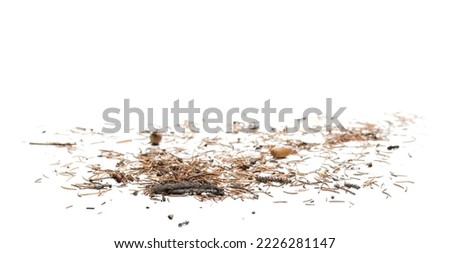 Autumn conifer yellow leaves, needles foliage pile isolated on white 
