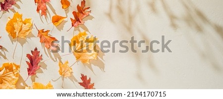 Autumn countryside texture background. Yellow fallen leaves on stone with shadows