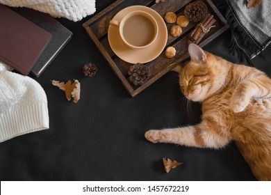 Autumn cozy composition with ginger cat. Seasonal autumnal coziness with cat, soft plaid, coffee and book. Cozy home and hygge concept, copy space.