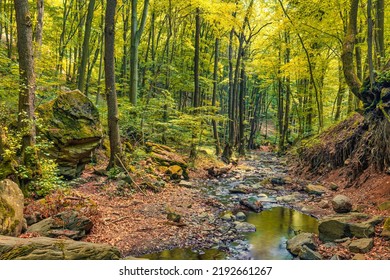 Autumn creek woodland with sunny yellow trees foliage rocks in forest mountain. Idyllic travel  hiking landscape, beautiful seasonal autumn nature. Amazing dream scenic colorful outdoor inspire nature