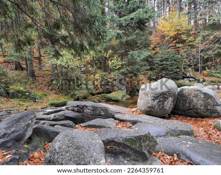 autumn creek woodland with yellow trees foliage rocks in forest mountain. mountain river creek in forest park in october landscape