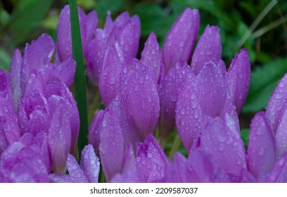 Autumn Crocus In Rainy Day, Colchicum