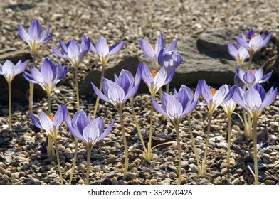 Autumn Crocus, Speciosus