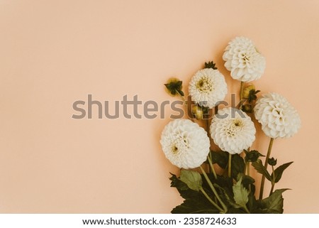 Autumn dahlias flowers bouquet on beige background. Top view. Copy space