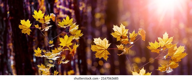 Autumn dark dense forest with yellow maple leaves on the trees in sunny weather - Shutterstock ID 2167063685
