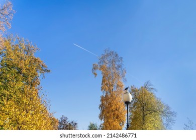 Autumn day. Bright blue sky background with Airplane and diagonal jet plane trace. Dove on streetlamp, yellow trees