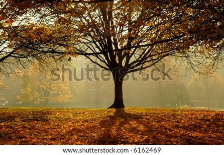 trees in the fog Fog Light