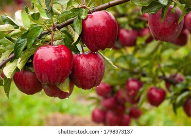 Día de otoño. Jardín rural. En el marco, manzanas rojas maduras sobre un árbol. Está lloviendo fotografiada en Ucrania,  