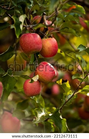 Autumn day. Rural garden. In the frame ripe red apples on a tree. It's raining Photographed in Turkey  Cherkasy region. Horizontal frame. Color image