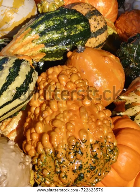 Autumn Decorative Gourds Fall Harvest Orange Stock Photo Edit Now