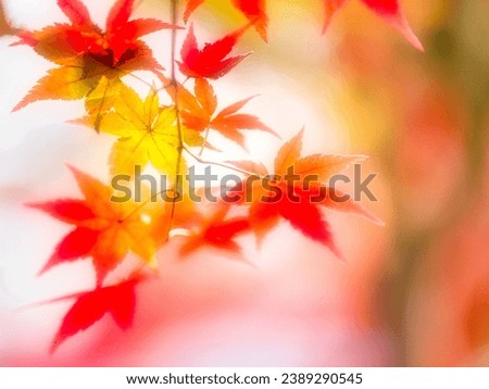 Similar – Image, Stock Photo Asian fans Nature Spring