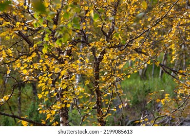 Autumn In Detail. Dwarf Birch