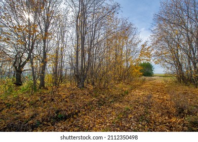 Autumn dirt roads. A canopy of golden yellow tree leaves sets off a dirt road in mid-October. The forests seem to glow with the colors of the Fall. What a wonderful time of the year!