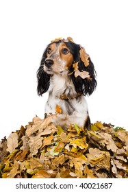 Autumn Dog In A Pile Of Leaves