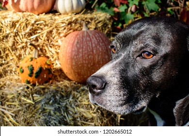 Autumn Dog Portrait Thankgiving And Halloween Dog Conceptual Photography Closeup Of Cute Dog With Pumpkins And Hay In Background For Autumn Holiday Celebration Concept And Pet Safety