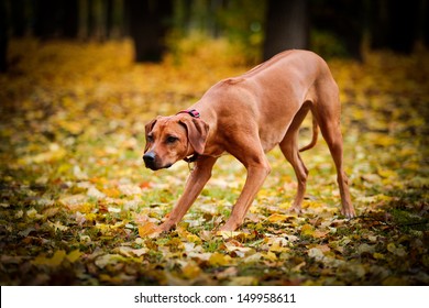 Australian Ridgeback Images Stock Photos Vectors Shutterstock