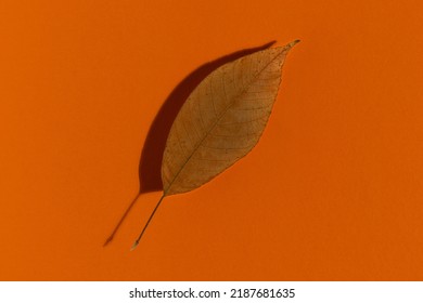 Autumn Dry Brown Leaf. Top View, Minimalist Style.