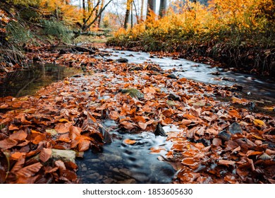 Autumn dry golden leaves floating on the river flowing through the forest - Shutterstock ID 1853605630
