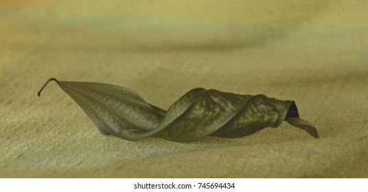 Autumn, A Dry Sheet Twisted In A Spiral, Having Kept Dark Olive Color On A Light Green Background