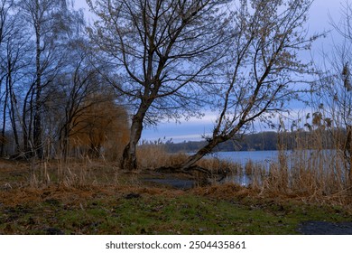 autumn dusk low light natural landscape waterfront of swamp lake outdoor October view with small lawn and bowed down bare branches trees - Powered by Shutterstock