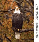 Autumn Eagle. Shiawassee National Wildlife Refuge 2013 Photo Contest. Original public domain image from Flickr