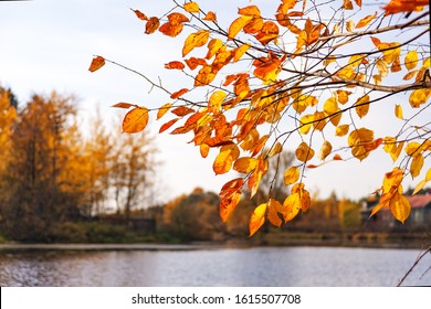  Autumn Elm Branch On The River Bank