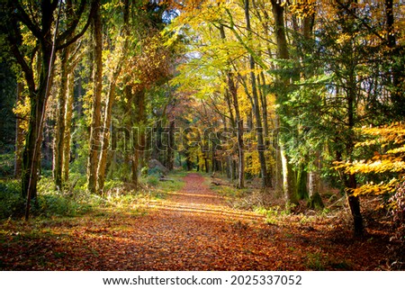 Autumn in Emo Woods, Emo, County Laois, Ireland