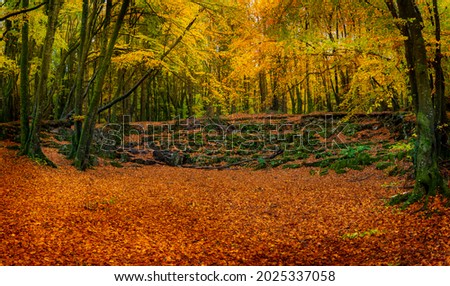 Autumn in Emo Woods, Emo, County Laois, Ireland