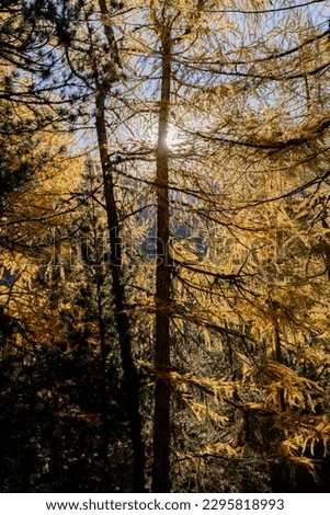 Similar – Image, Stock Photo In the Adersbach-Weckelsdorf Rock Town