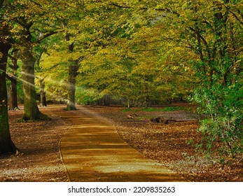 Autumn In The Epping Forest