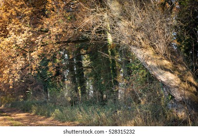 An Autumn Fairy Tale Forest - Within A Landscape Protection Area Close To Dusseldorf (North-Rhine-Westphalia / Germany) At The End Of November