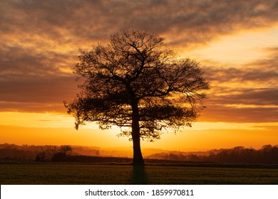 Autumn Fall 2020. Silhouette of a solitary oak tree in a field shortly before sunset. Much Hadham, Hertfordshire. UK
