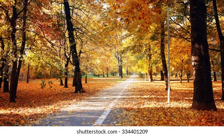 Autumnal Park Autumn Trees Stock Photo   Image Of Forest, Golden: 45025260