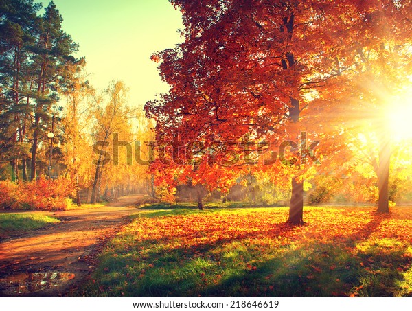 秋 秋 秋の公園 日の光を受けて秋の木と葉 秋の景色 の写真素材 今すぐ編集