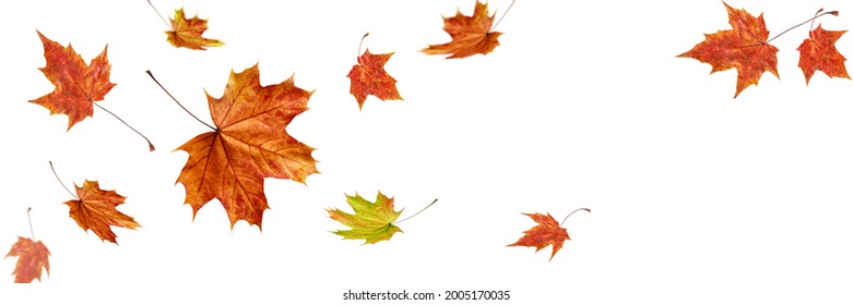 Cartel de otoño con hojas de arce cayendo. Hojas de color volantes aisladas en fondo blanco