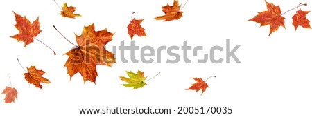 Autumn fall banner with falling maple leaves . Flying color leaves isolated on white background